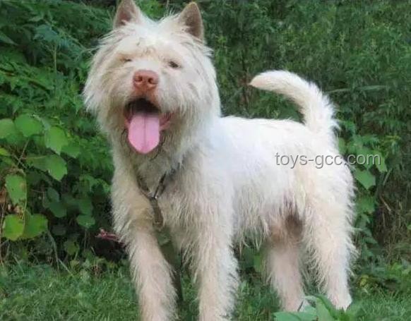 中国下司犬爆红海外：中国狗王引领行业新风尚